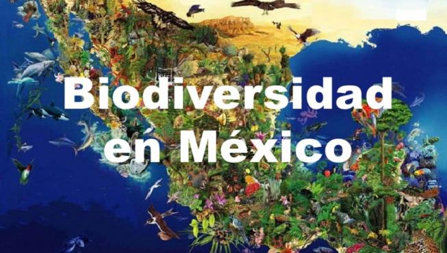 ¿qué Significa Biodiversidad Y Por Qué Es Importante Unión Guanajuato