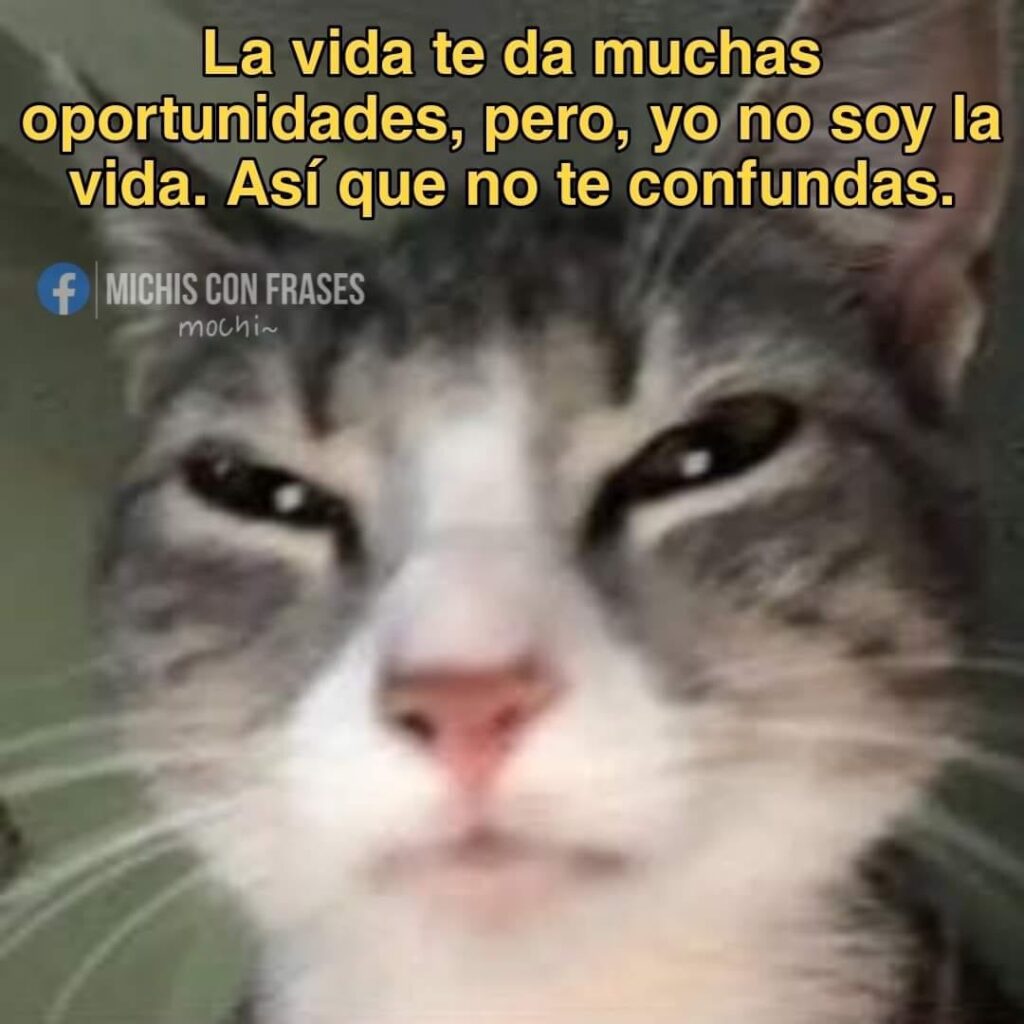 Feliz Día Del Gato 2022 51 Memes De Gatos Y Karen Para Toda Ocasión Unión Guanajuato 3156